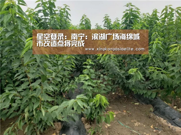 星空登录:南宁:滨湖广场海绵城市改造点将完成(图2) 星空APP